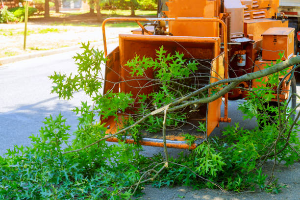 Best Tree Stump Removal  in Bartow, FL